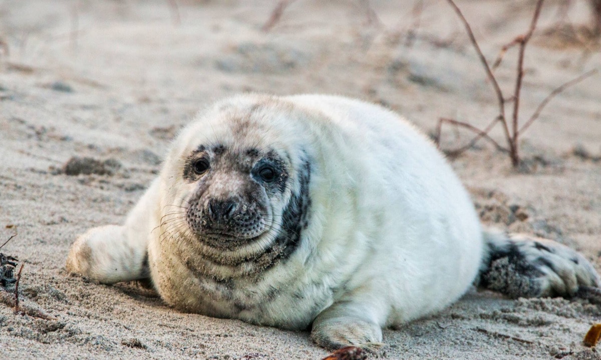 Helgoland Robben – Die Robben auf der Helgoland Düne 12 Helgoland Robben – Die Robben auf der Helgoland Düne