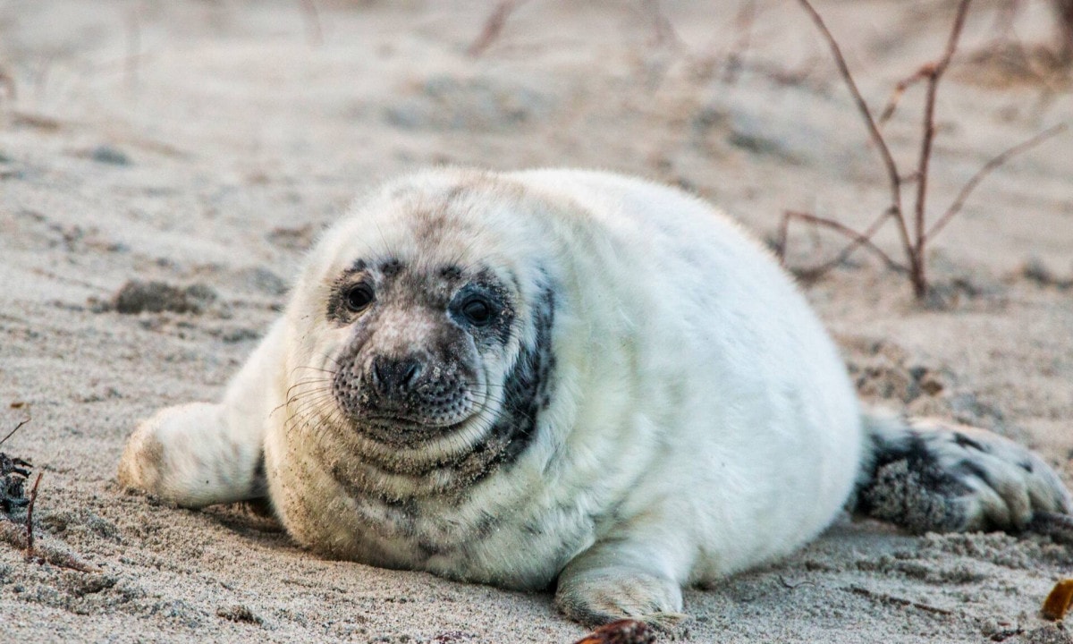 Focas de Helgoland - Las focas de la duna de Helgoland