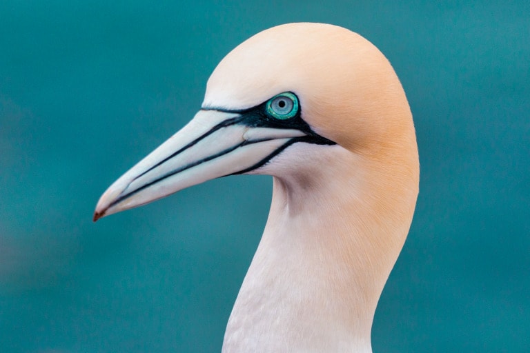 La estación ornitológica de Helgoland: una experiencia vacacional impresionante en la costa del Mar del Norte