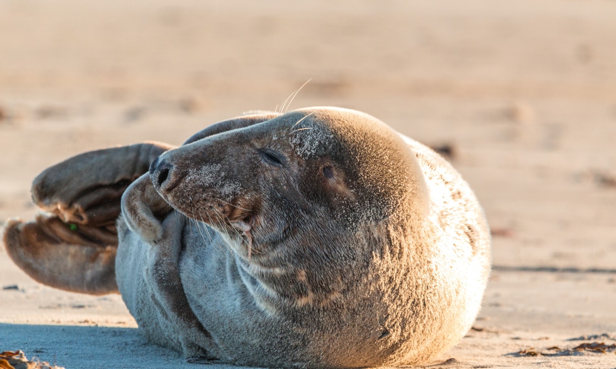 Die Helgoländer Düne: Ein Paradies für Camping, Strandliebhaber und Robben 6 Ein Seehund sonnt sich auf der Düne in Helgoland