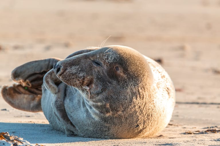 Ein Seehund sonnt sich auf der Düne in Helgoland