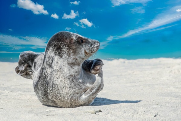 Heligoland seal on the dune