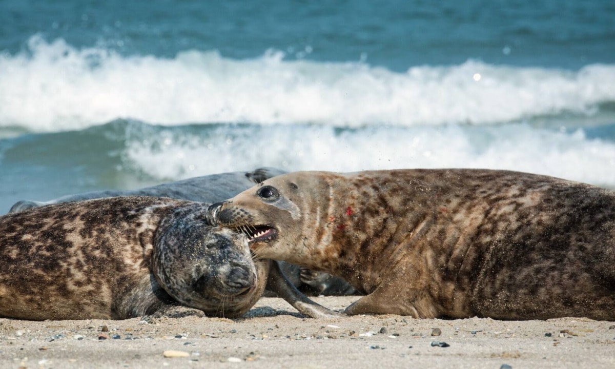 Rangkämpfe von zwei Robben auf Helgoland