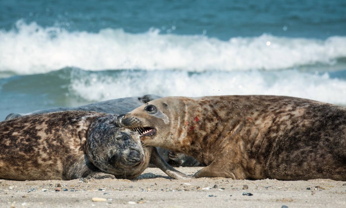 Helgoland Robben – Die Robben auf der Helgoland Düne 8 Rangkämpfe von zwei Robben auf Helgoland