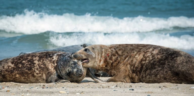 Helgoland Bilder - Lass dich von der Insel inspirieren