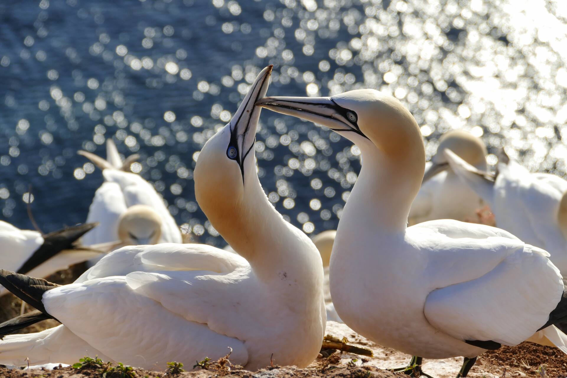 Helgoland History - The History At A Glance - Nordseey.de