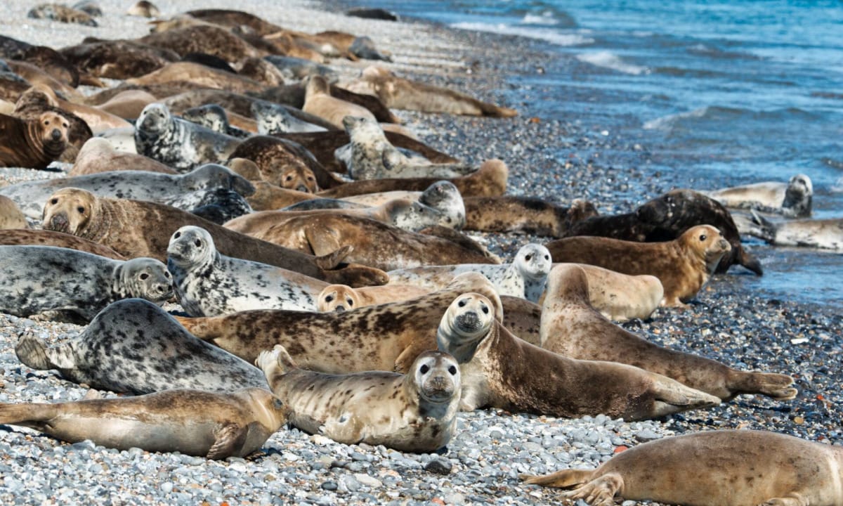 Helgoland Seals - The seals on the Helgoland dune