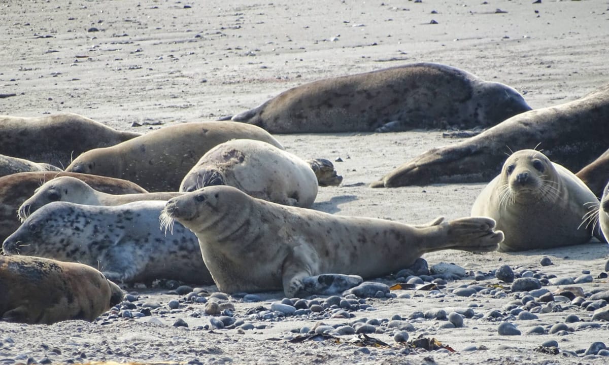 Helgoland Seals - The seals on the Helgoland dune