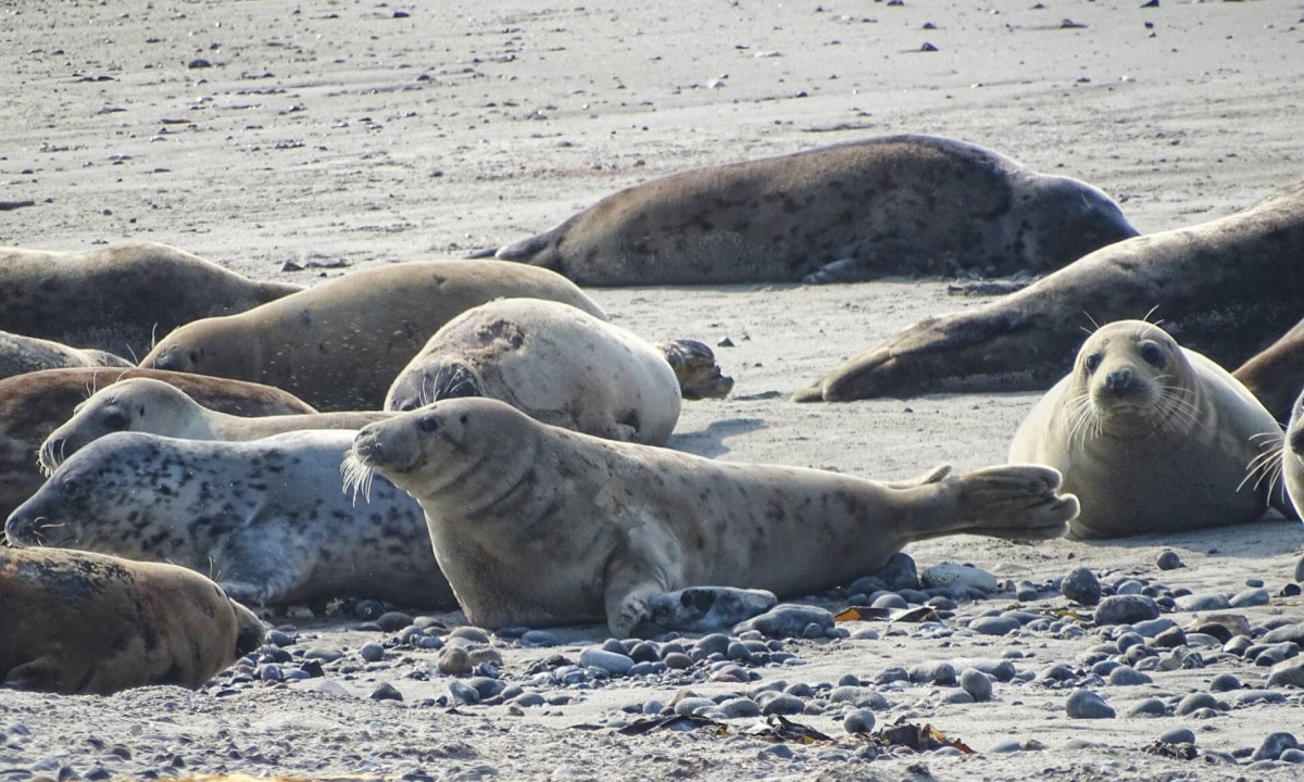 Helgoland Robben – Die Robben auf der Helgoland Düne 9 Helgoland Robben – Die Robben auf der Helgoland Düne