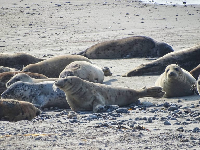 Helgoland Bilder - Lass dich von der Insel inspirieren
