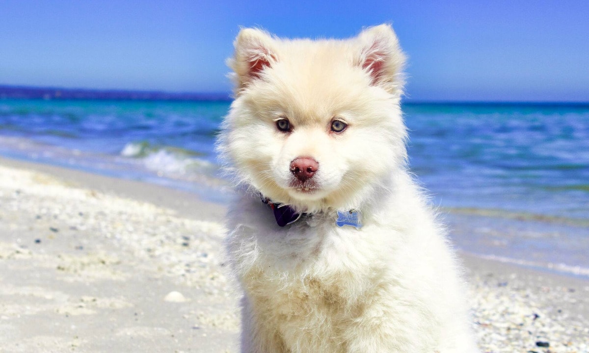 Vacances avec ton chien à la mer du Nord