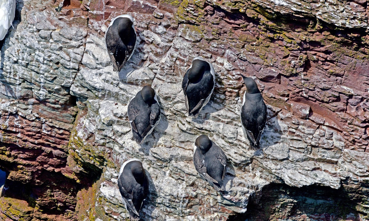 Vögel sitzen auf Steinen auf Helgoland