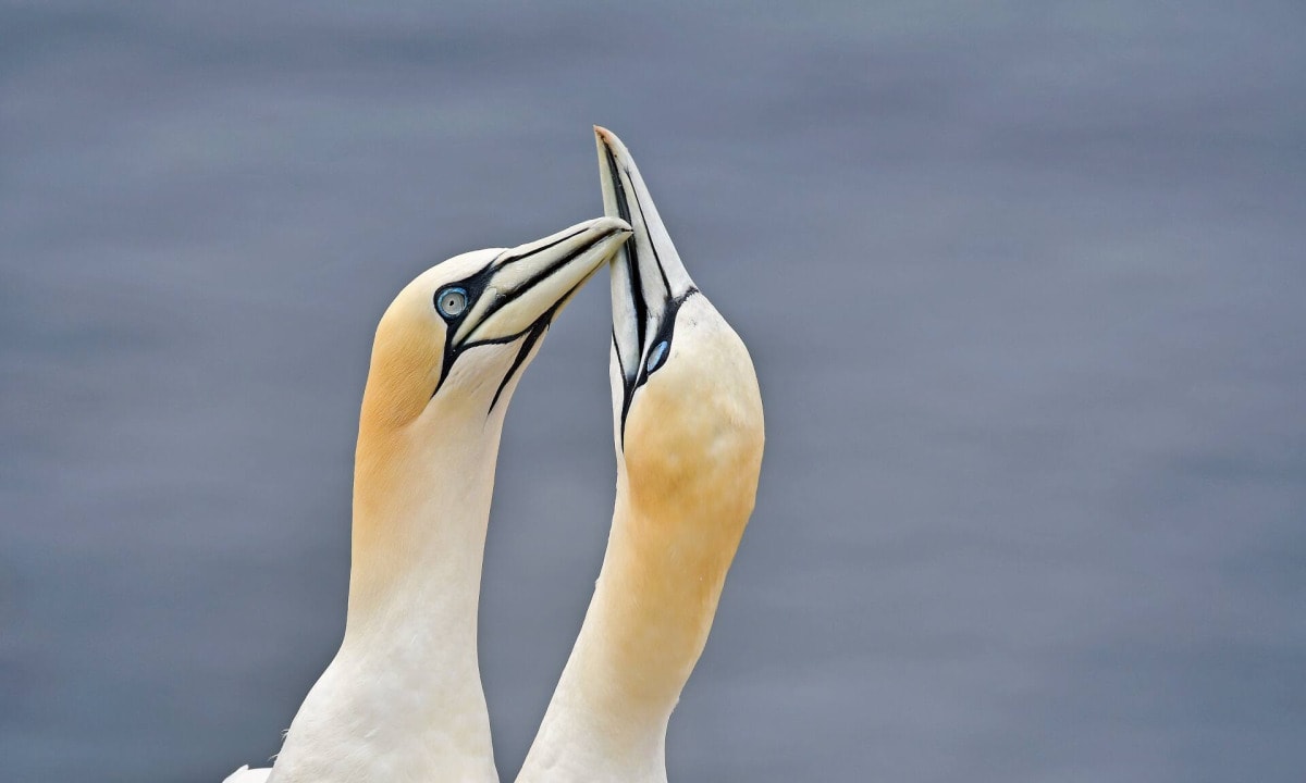 Lummensprung auf Helgoland: Kopfüber ins Leben 2 Zwei Lummen auf Helgoland
