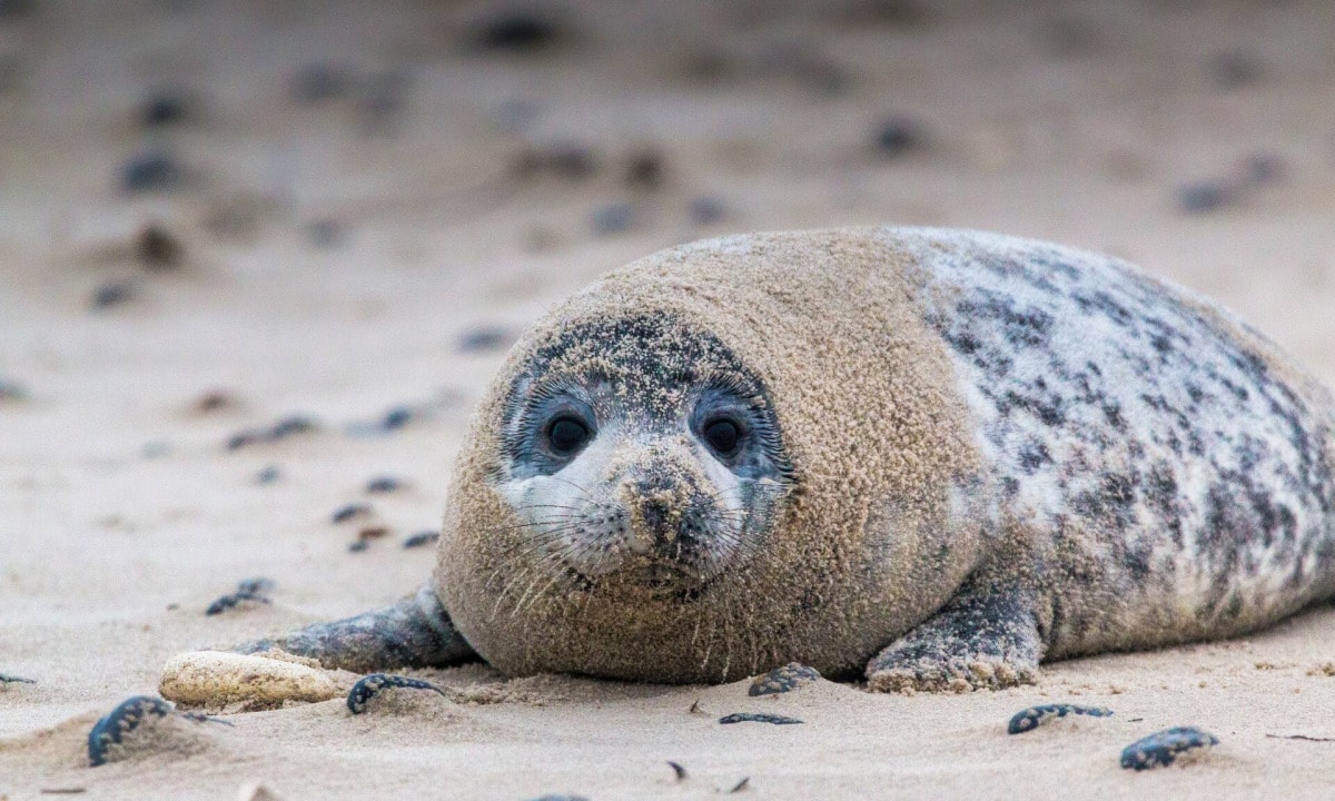 Helgoland Robben – Die Robben auf der Helgoland Düne 11 Helgoland Robben – Die Robben auf der Helgoland Düne