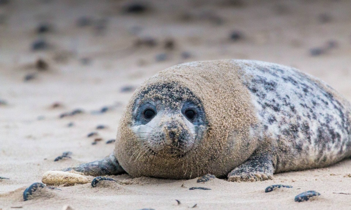 Helgoland Seals - The seals on the Helgoland dune