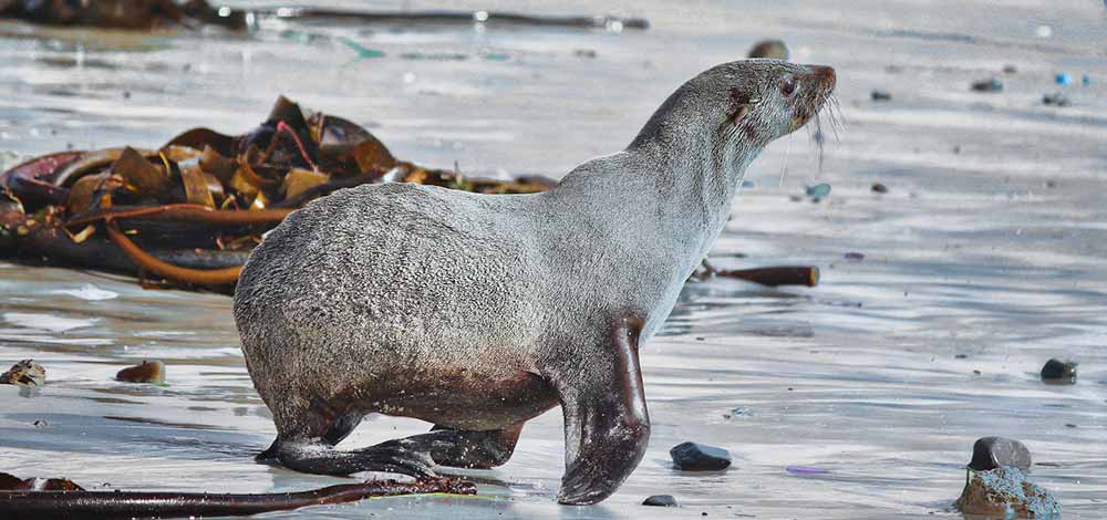 Norderney attractions - TOP 10 attractions 13 Norderney Seal Bank