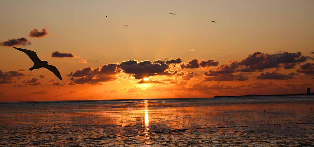 Norderney attractions - TOP 10 attractions 10 Norderney Wadden Sea