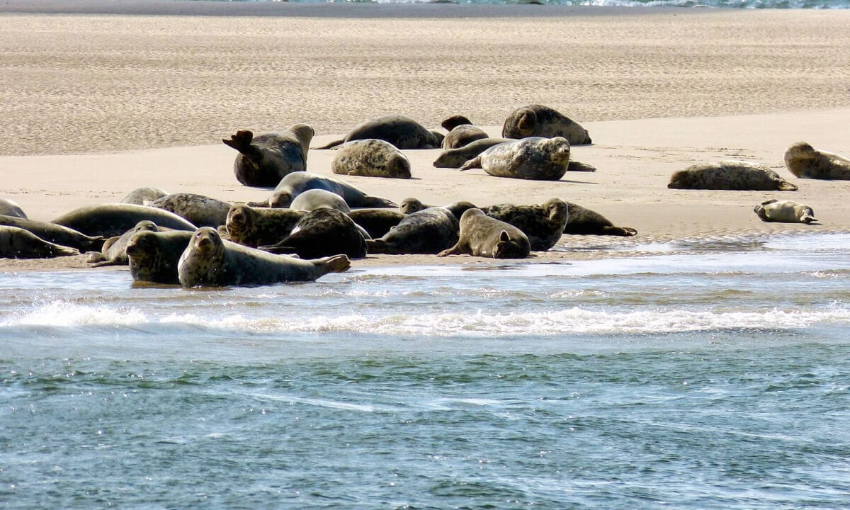 POJ 15 Attractions de Föhr - 2023 2 Les phoques sur l'île de Föhr en mer du Nord